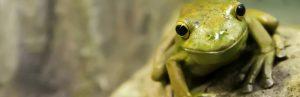 zeitmanagement-eat-the-frog